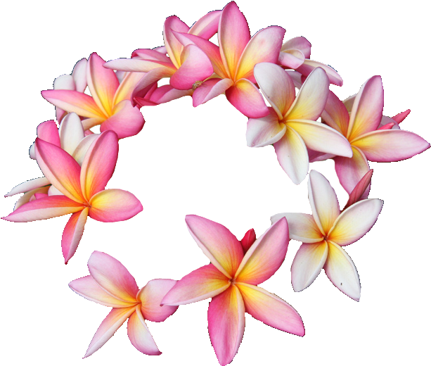 Hawaii Rubra Cut Flowers Floral Design Flower - 8 Flower Transparent (619x529), Png Download