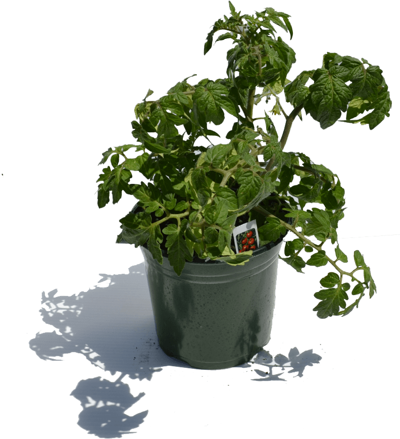 900×900 1 Gal Tomatoe Plant - Flowerpot (951x900), Png Download