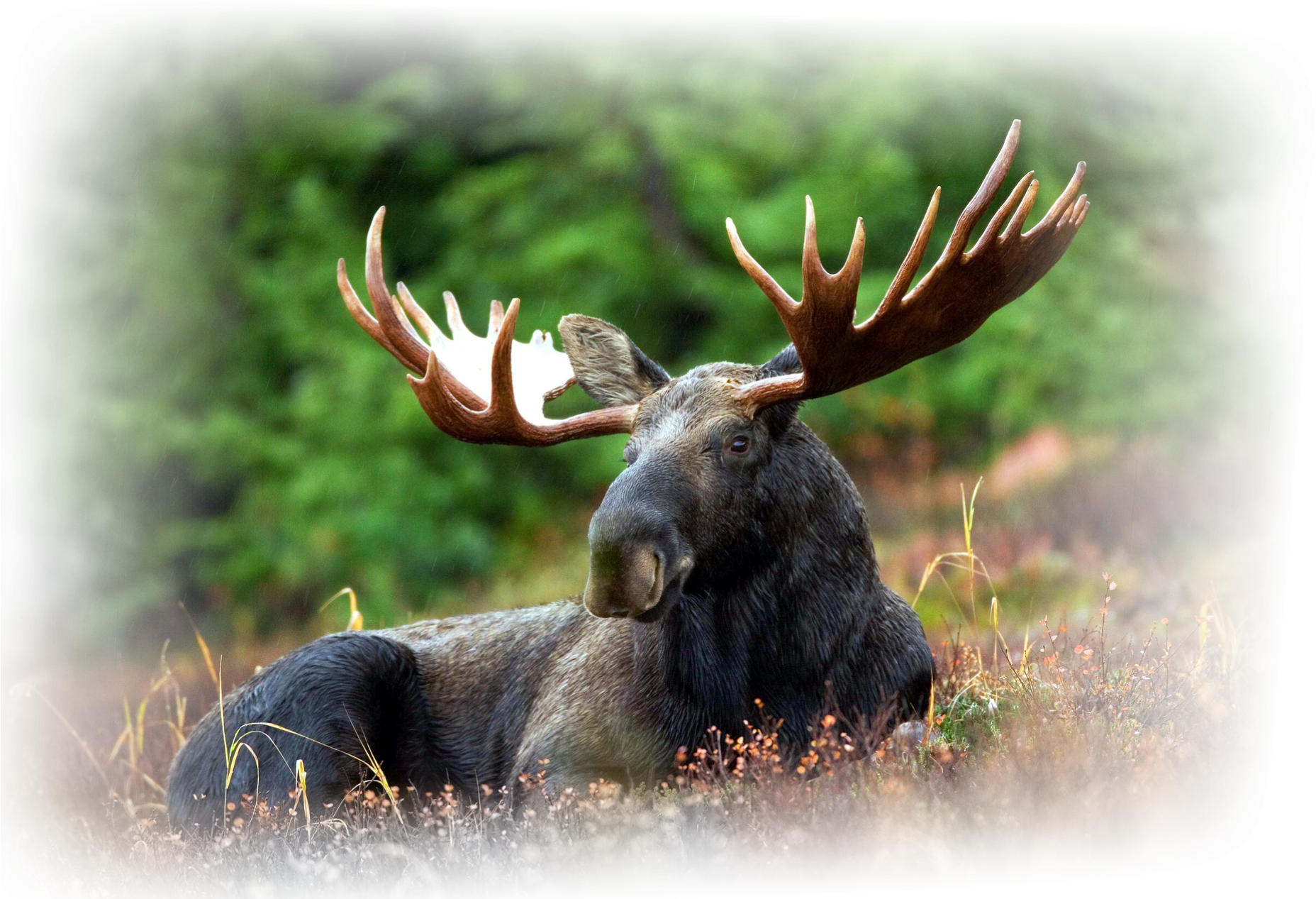 The Hunts Will Be Arranged In Different Luxurious Lodges - Amazing Moose (1921x1281), Png Download