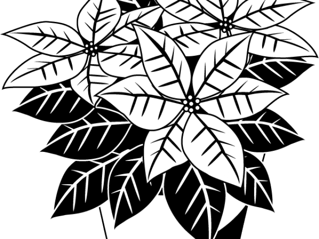 Poinsettia Clipart Black And White - Clip Art Poinsettias (640x480), Png Download