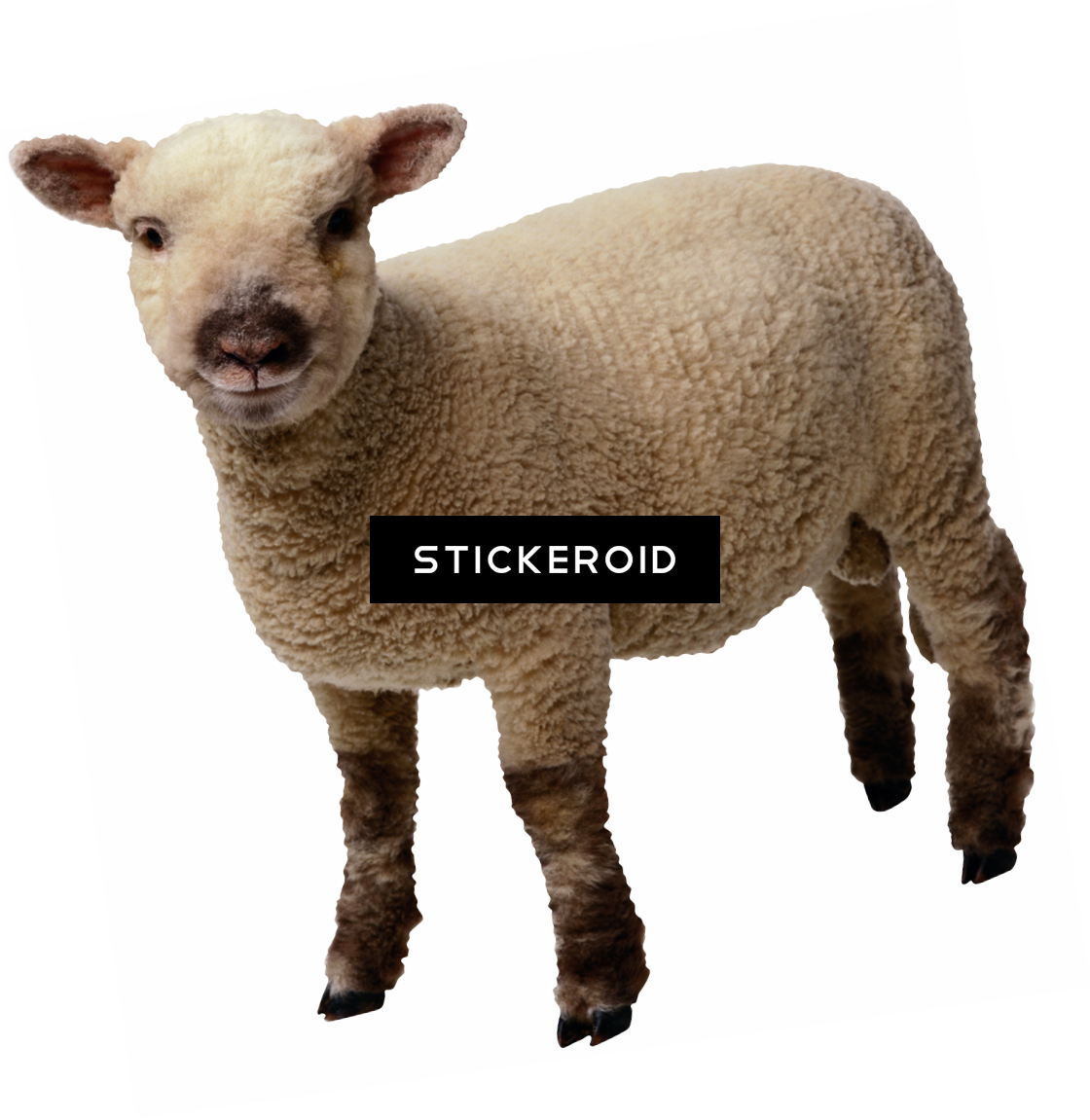 Sheep - Book Of Revelation Pt. 2 - Cd (1120x1151), Png Download