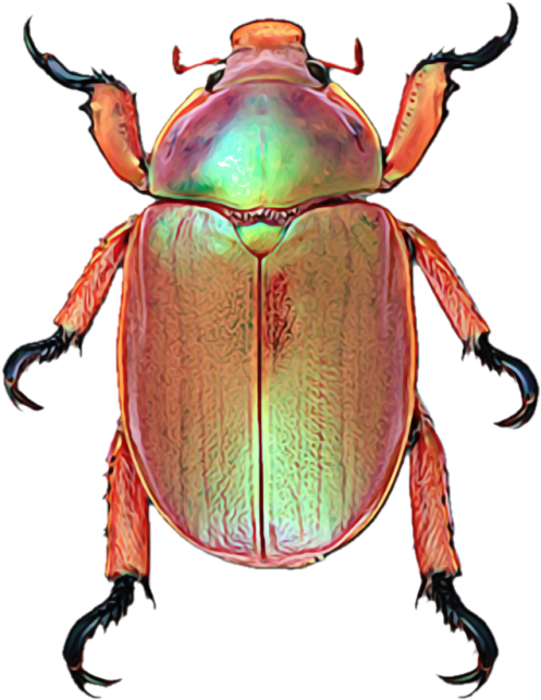 These Stickers And So Much More On Sale - Christmas Beetles Sydney (500x650), Png Download