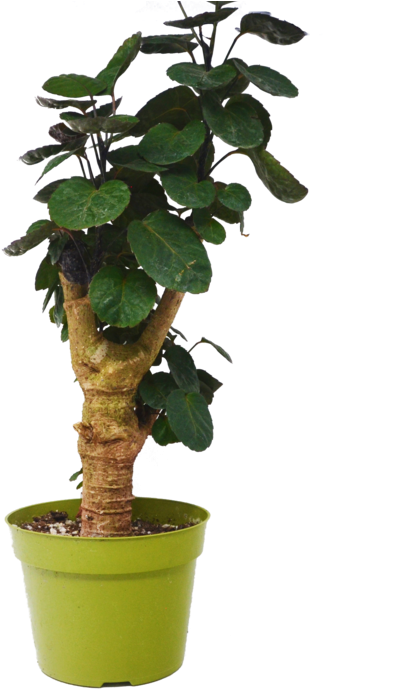 Aralia Fabian Stump 'polyscias Scutellaria' Plant - Polyscias Scutellaria Plant (607x700), Png Download