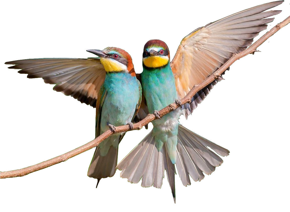 2 Bee-eaters On A Twig - Bee Eater (1152x1536), Png Download
