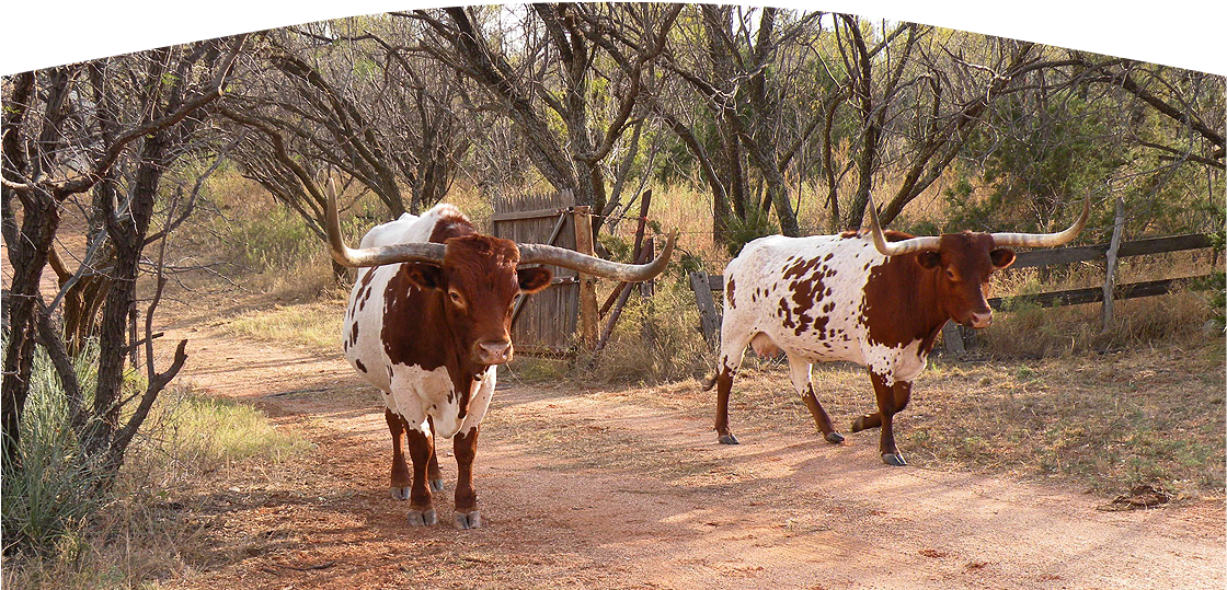 Remodeling Projects That Will Boost Your Home's Value - Texas Longhorn (1180x552), Png Download
