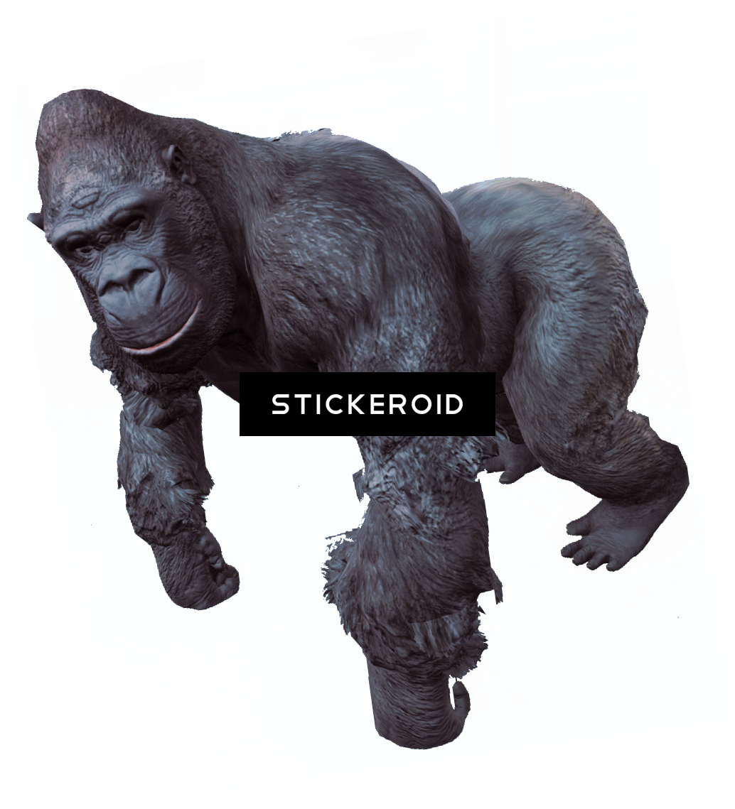 Gorilla (1034x1139), Png Download