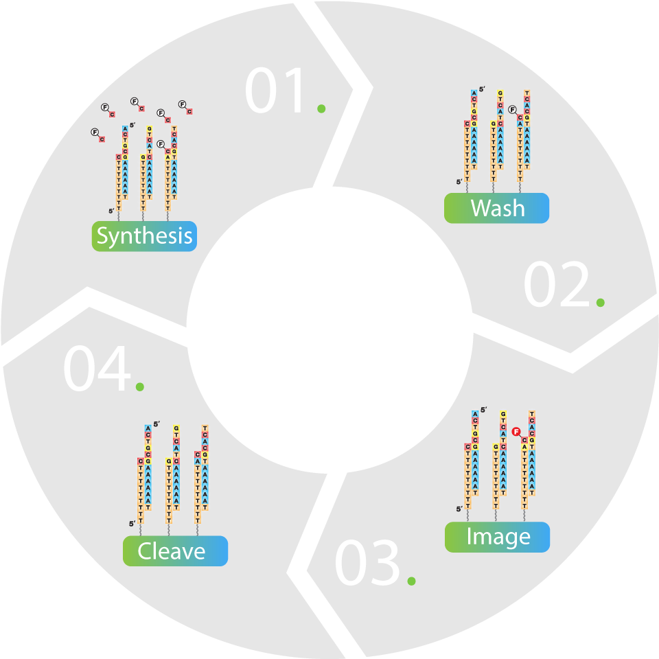 Sequencing By Synthesize - Customer At The Centre Of Everything We Do (1080x1080), Png Download