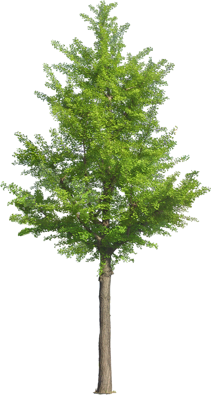 Pin By Ar - Arbol .png (831x1600), Png Download