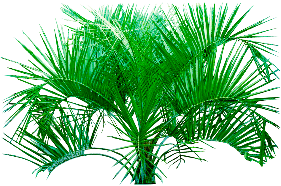Tree Png Image (900x900), Png Download