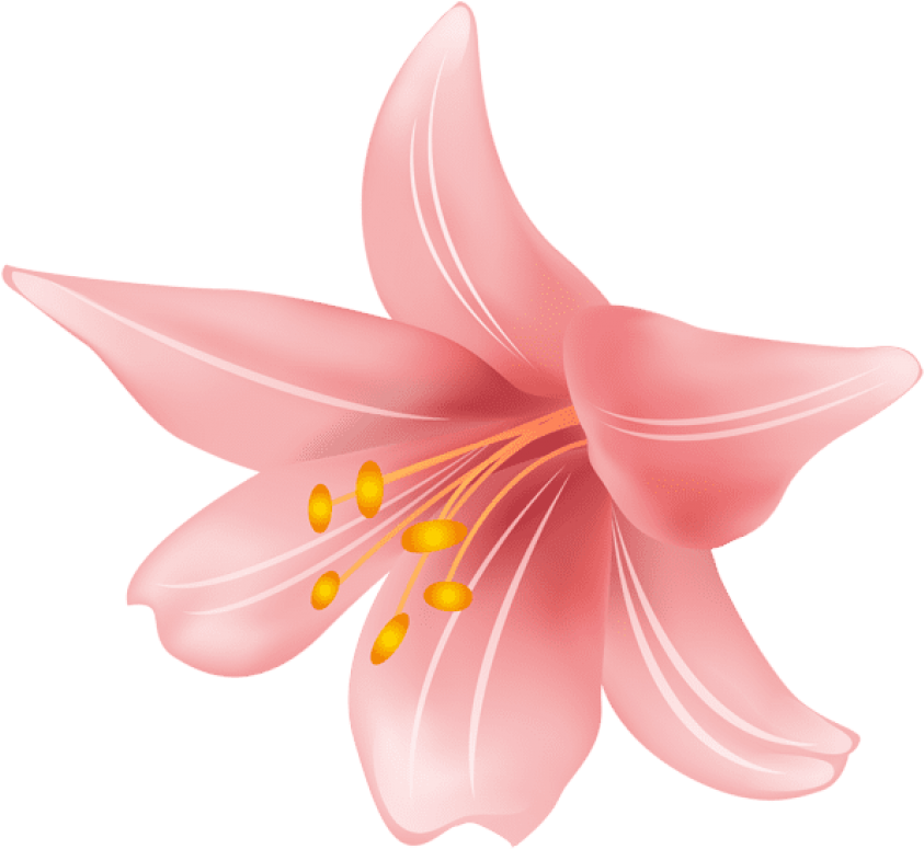 Free Png Flower Png Png Images Transparent - Tiger Lily (850x782), Png Download