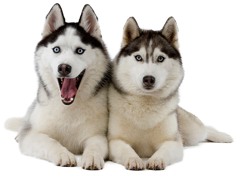 Contact Pet Sitter Cleveland, Oh - Husky Png (850x638), Png Download