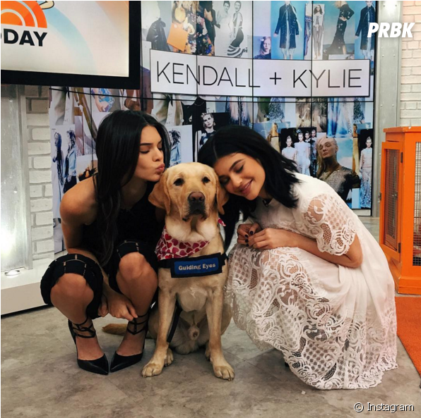 Sorte Desse Cachorro Que Conseguiu Tirar Foto Com Kendall - Today (950x592), Png Download