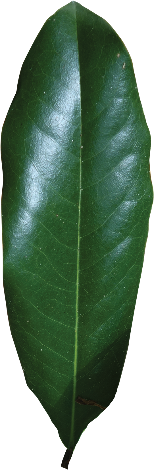 Simple - Magnolia Single Leaf (900x1690), Png Download