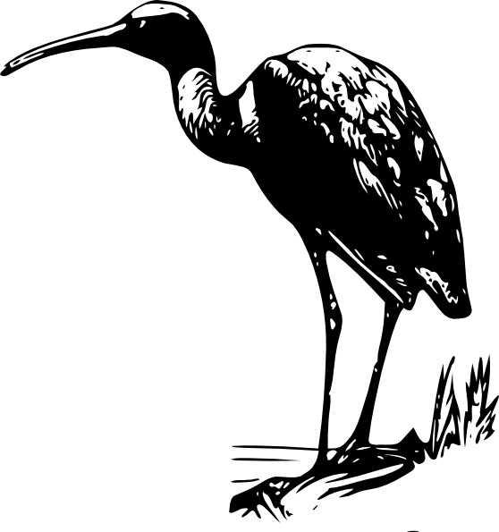 Standing Ibis Png Images (558x595), Png Download