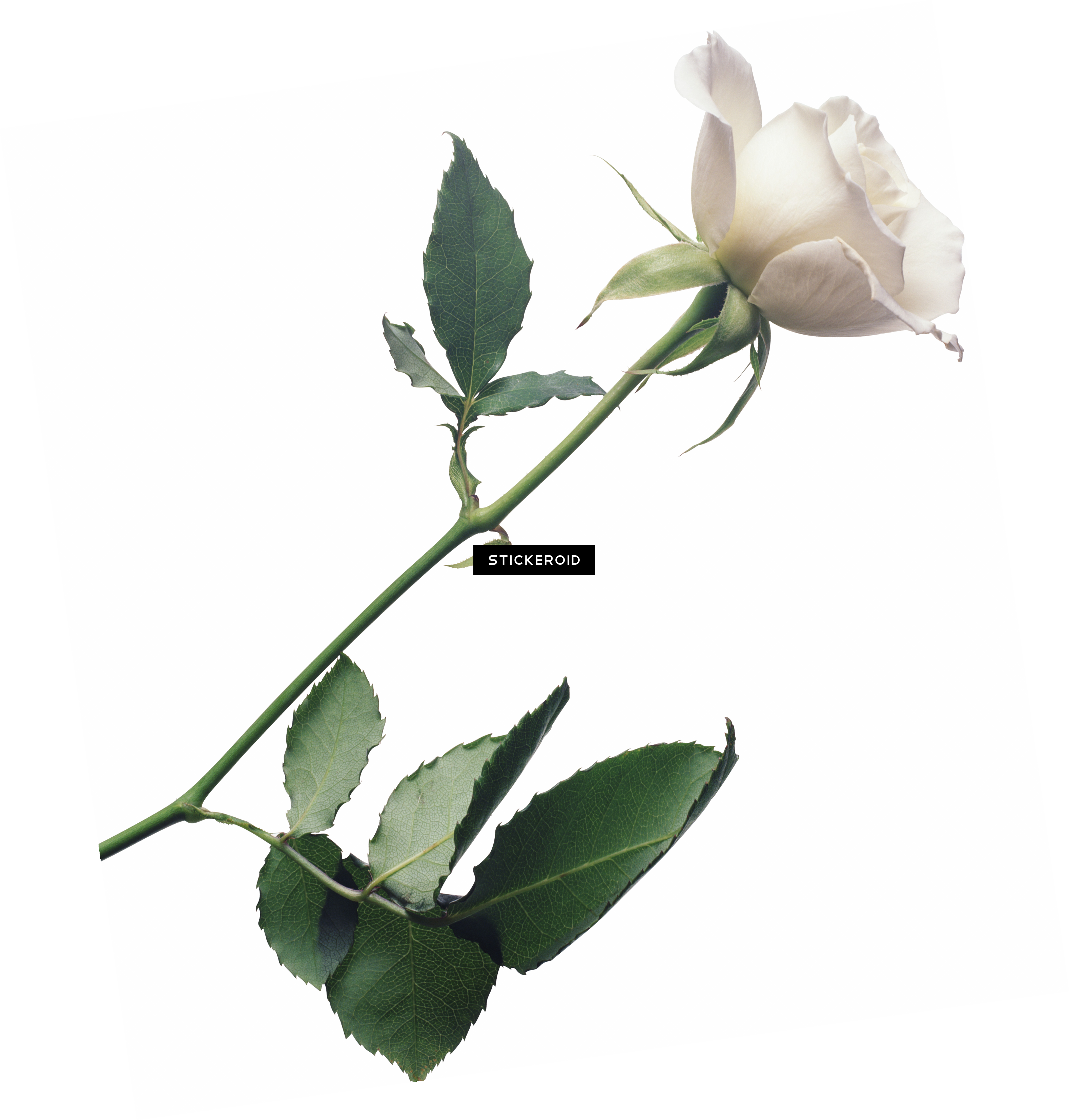 White Rose Flower White Rose Roses - Transparent White Rose Png (3155x3304), Png Download