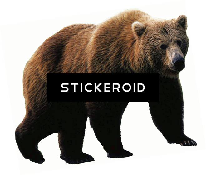 Black Bear - Advanced Graphics Lifesize Wall Decor Cardboard Standup (660x560), Png Download