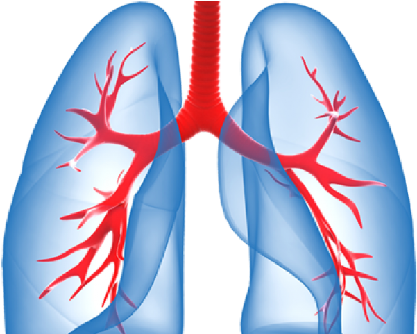 Lungs Png - Transparent Background Lungs Clipart (640x480), Png Download
