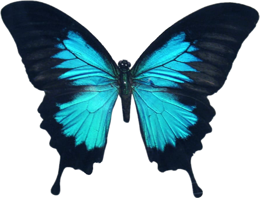 Butterfly Wings Colorful Girly Amazing Artistic Blue - Deviantart Butterfly (896x682), Png Download