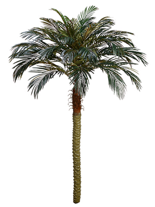 7' Phoenix Palm Tree - Palm Trees (800x800), Png Download