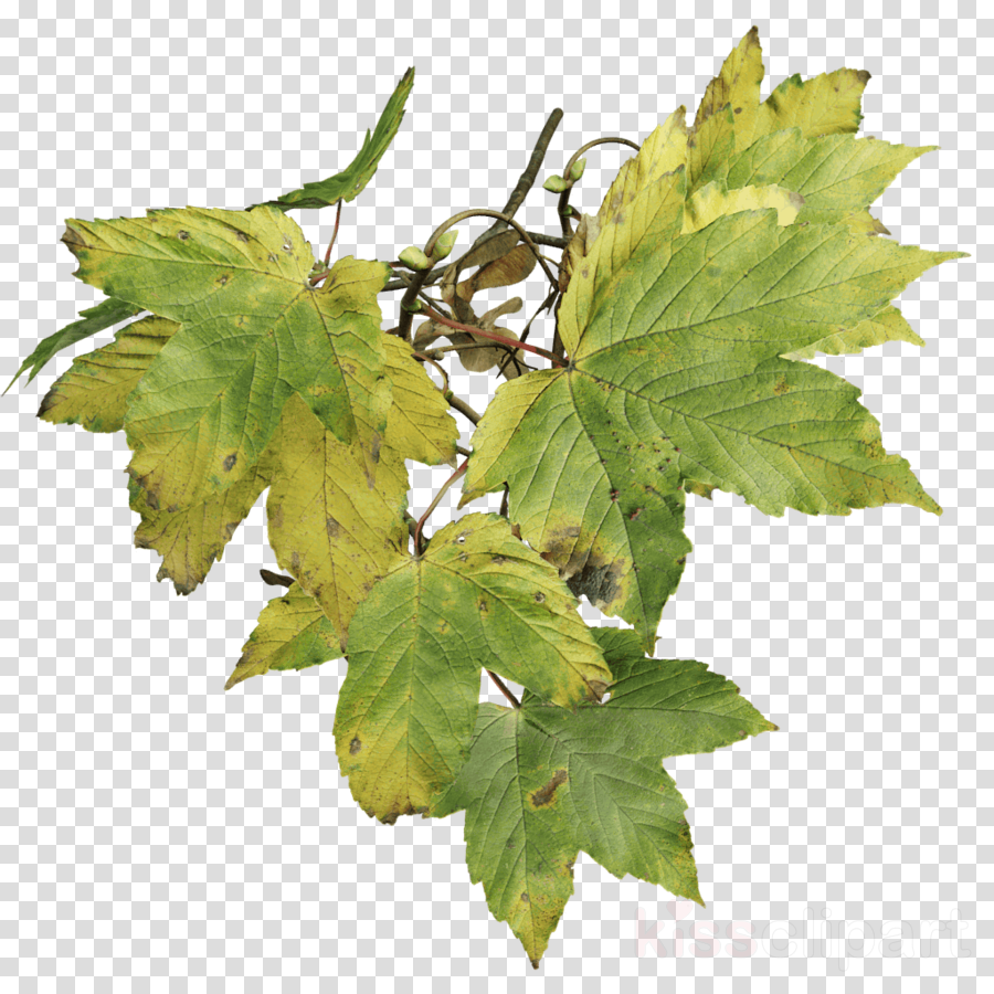 Sycamore Maple (900x900), Png Download