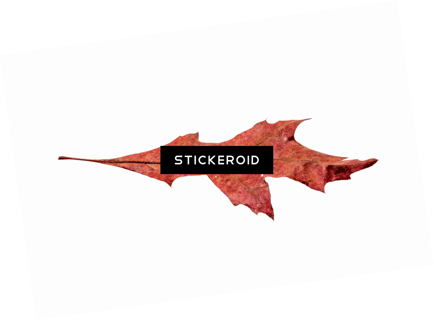 Autumn Broad Leaf - Vampire Bat (1385x1022), Png Download