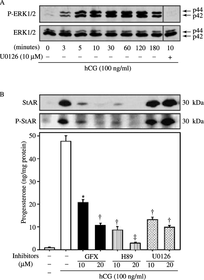 Effect Of Hcg On Phosphorylation And Expression Of - Cell (683x939), Png Download