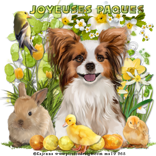 Papillon (600x600), Png Download