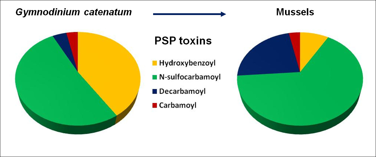 Graphical Abstract - Circle (1277x533), Png Download