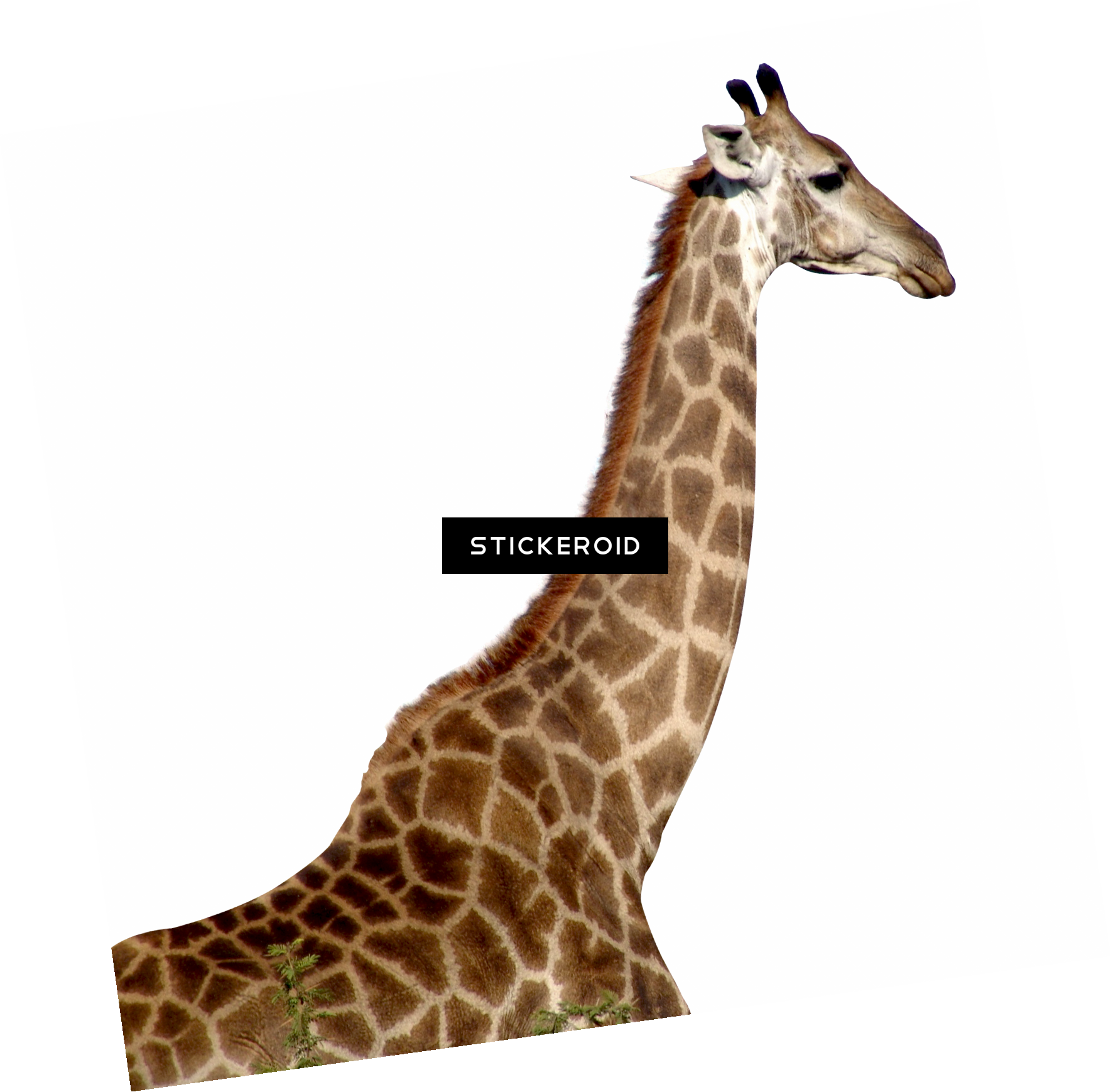 Giraffe - زرافه Png (1769x1739), Png Download