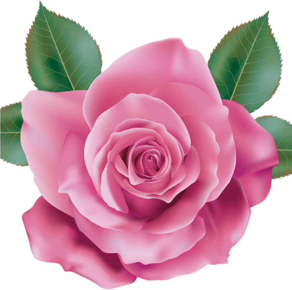 Pink Rose Clipart Rose Clipart Pink Rose Transparent (1024x1024), Png Download