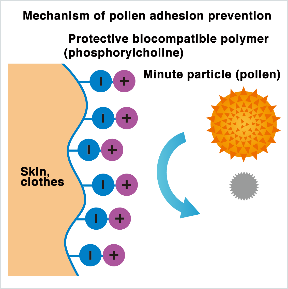 Mechanism Of Pollen Adhesion Prevention - Pollen (1133x1139), Png Download