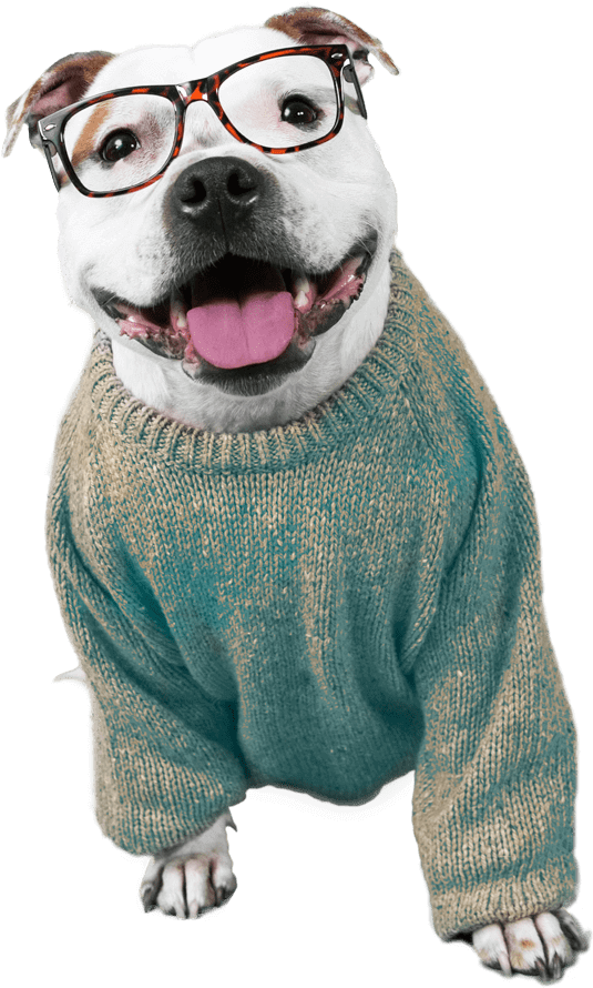 Dogpack Opted For Influencers Of The Four-legged Variety - Dog Catches Something (937x973), Png Download