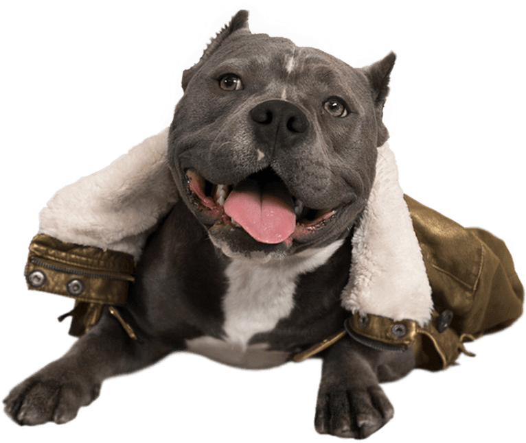 Dogpack Opted For Influencers Of The Four-legged Variety - Dog Catches Something (770x829), Png Download