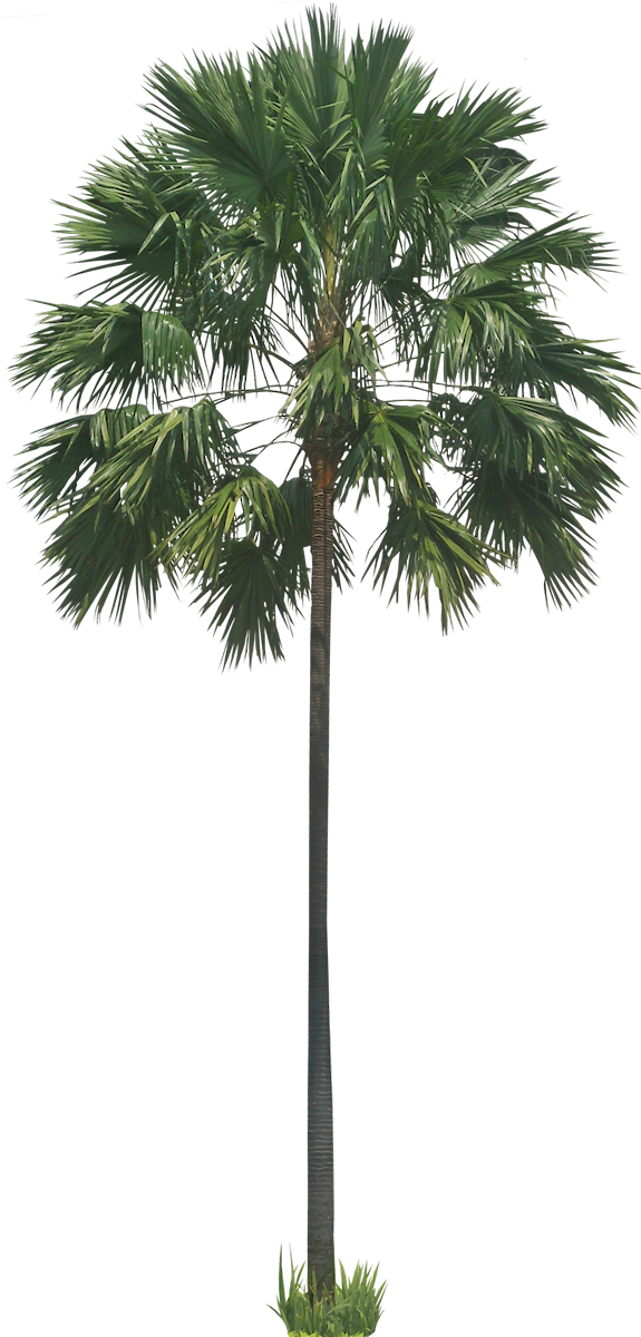 Free Pictures Of Ornamental Tropical / Subtropical - Transparent Background Palm Png (574x1206), Png Download