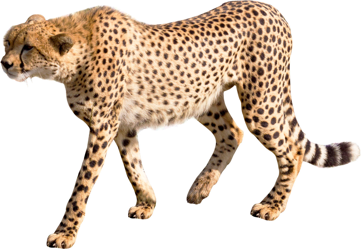 Cheetah Png (1600x1103), Png Download
