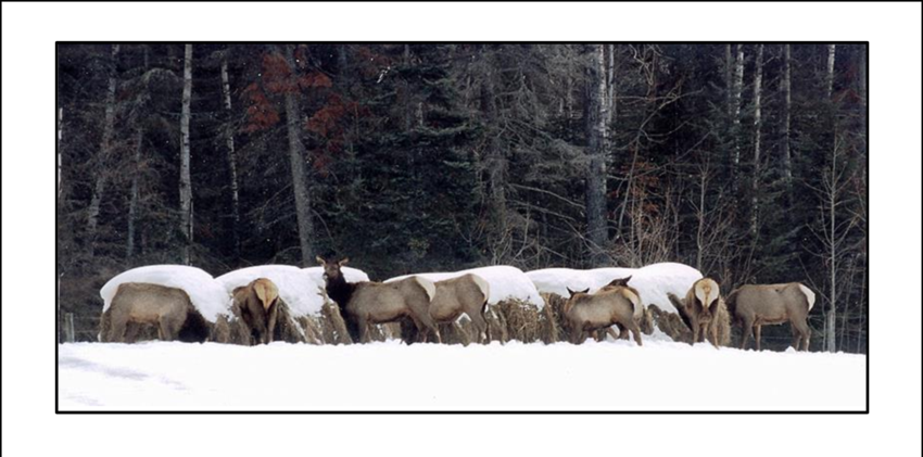 Elk Feeding At Hay Bales Intended For Cattle In Alberta - Herd (850x421), Png Download