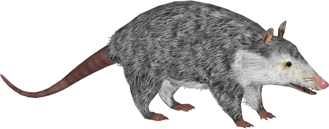 Virginia Opossum 8 - Marsh Rice Rat (1098x1098), Png Download