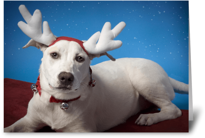 Irritated Dog With Reindeer Ears Greeting Card - Reindeer (848x698), Png Download