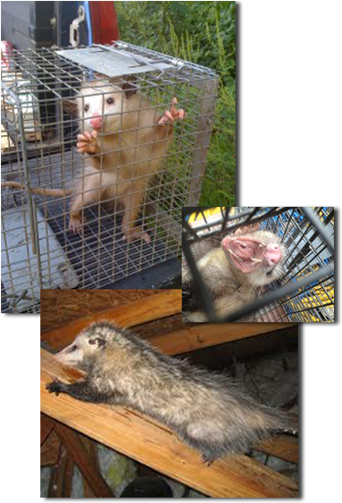 The Virginia Opossum Are Unique Critters - Opossum (403x600), Png Download