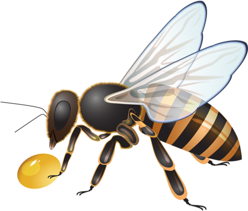 Visit - Bee (500x441), Png Download