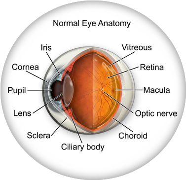Eye Anatomy - Eye Anatomy Iris (376x364), Png Download
