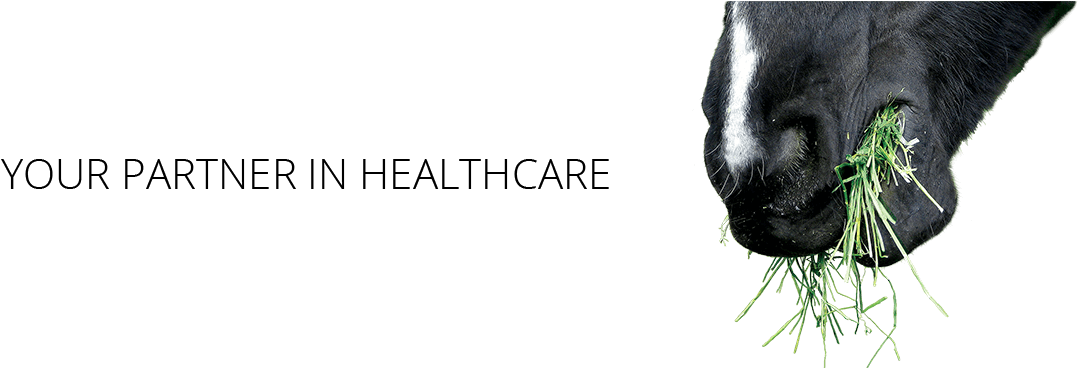 Bird (1100x367), Png Download