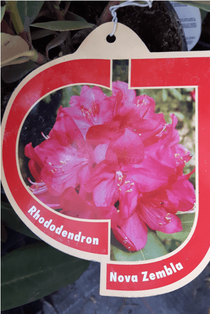 Rhododendron 'nova Zembla' - Gilliflower (560x636), Png Download