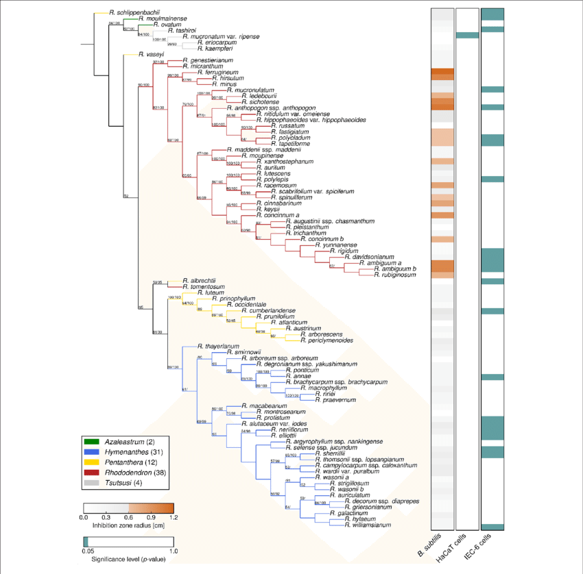 Phylogeny And Bioactivities Of Rhododendron - Phylogenetic Tree (850x838), Png Download
