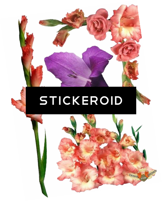 Gladiolus Flowers Nature - Gladiolus (528x656), Png Download