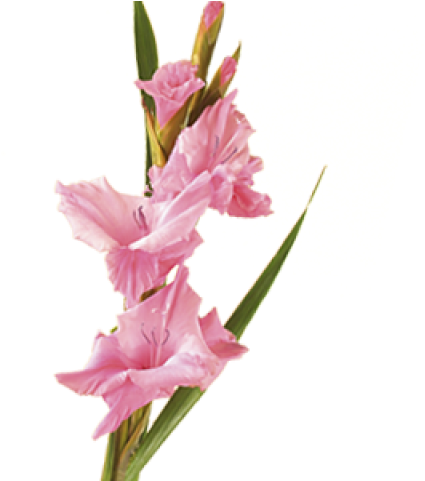 Flower That Symbolizes Optimism (640x480), Png Download