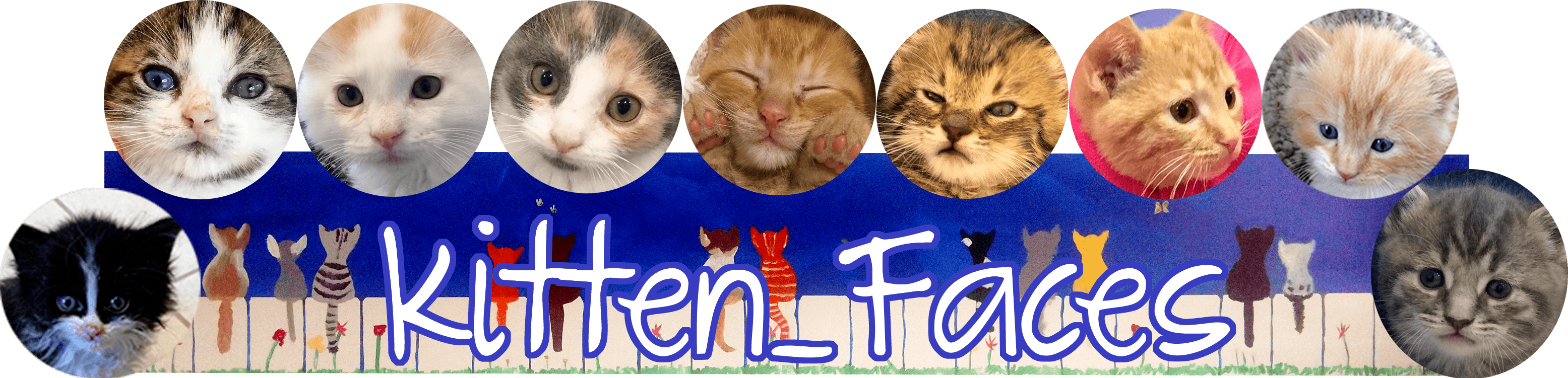 Kitten Faces - Kitten (3111x751), Png Download