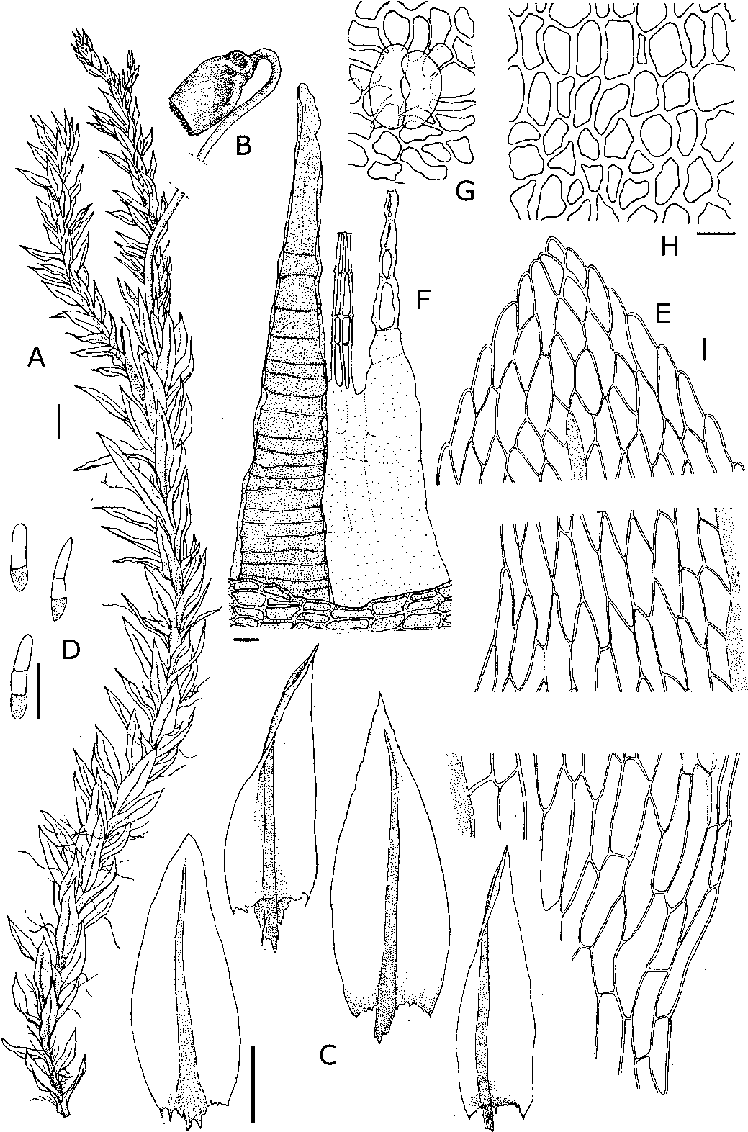 Seta And Capsule - Line Art (756x1131), Png Download