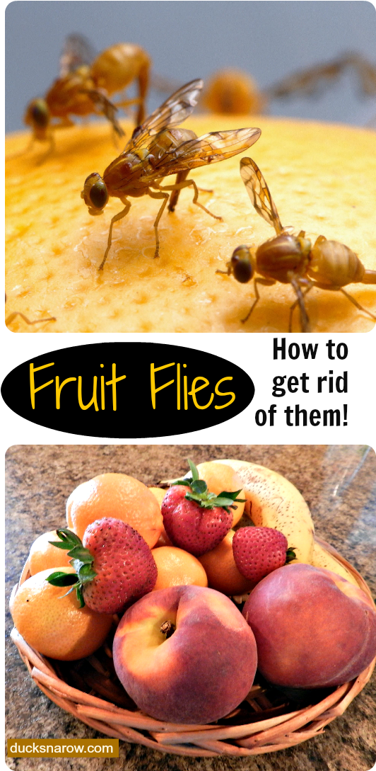 How To Get Rid Of Fruit Flies Naturally, Fruit Fly - 101 Weird And Disturbing Animal Facts (554x1116), Png Download