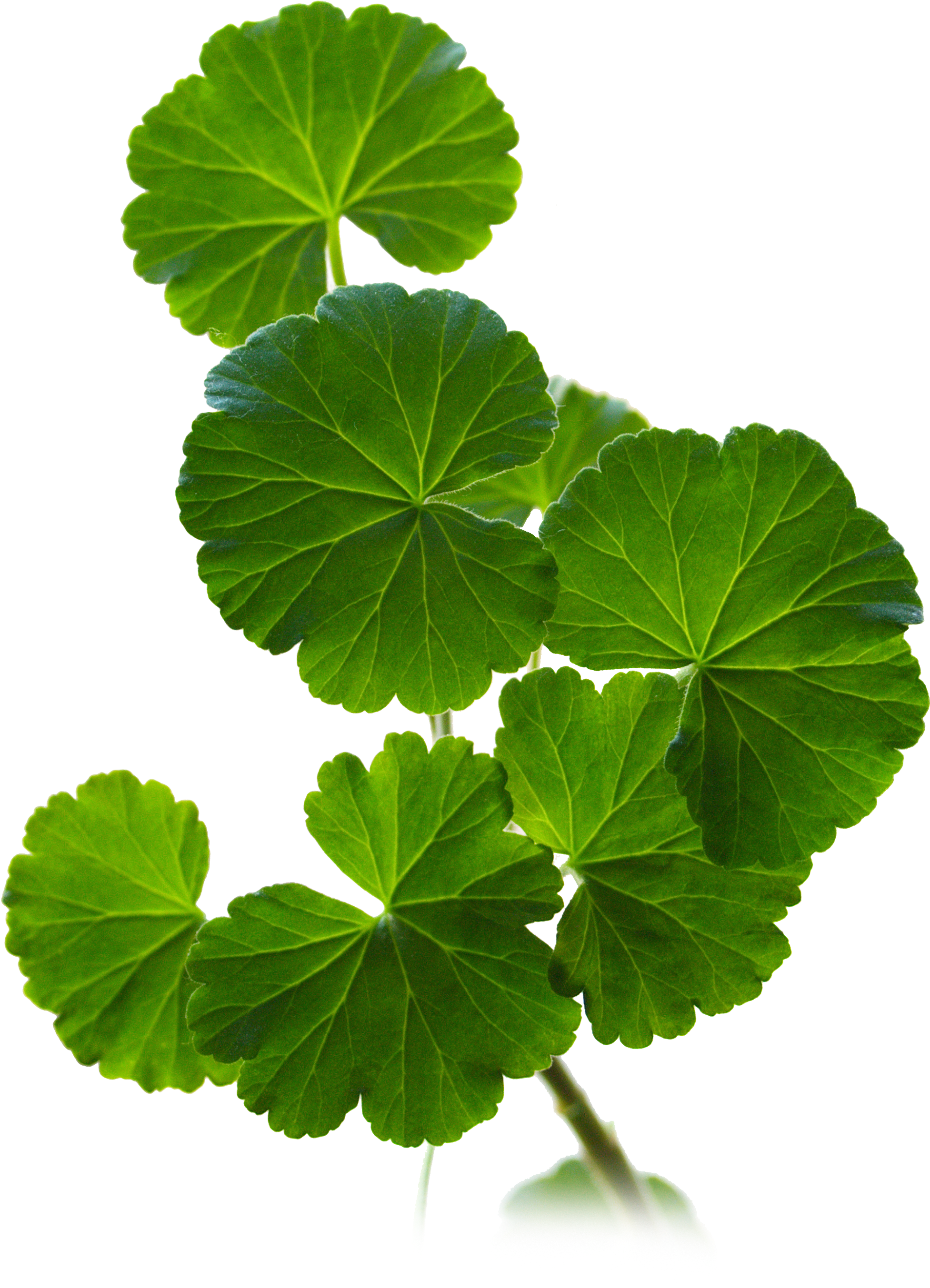 Geranium Leaves (2448x3264), Png Download